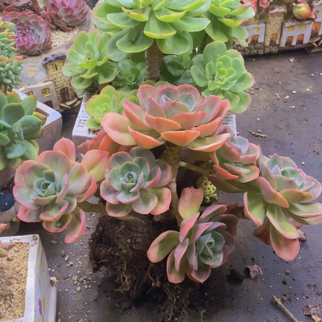 多肉植物多肉植物