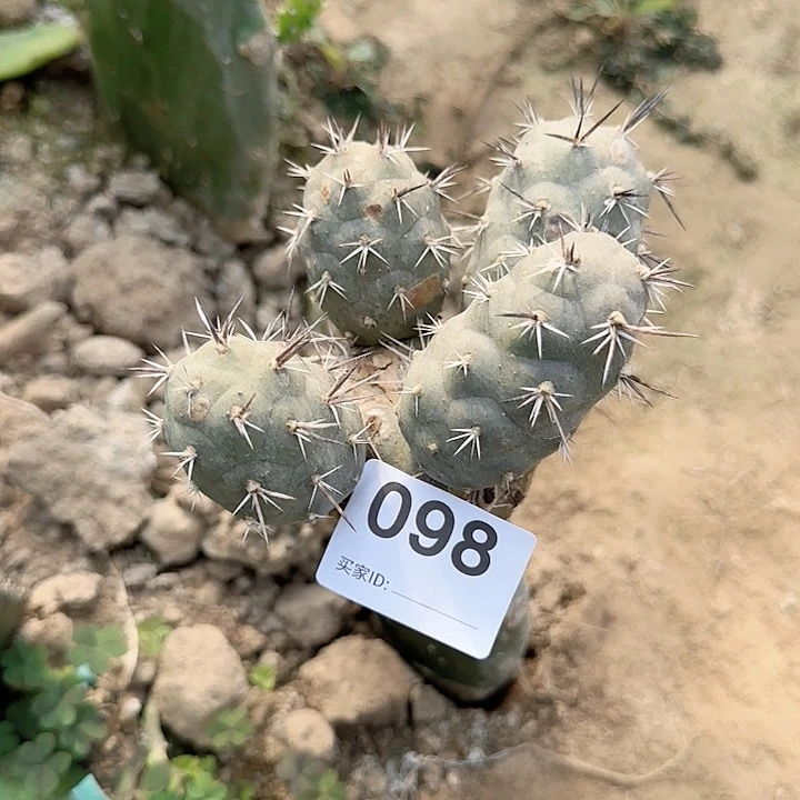 瑕疵原地水牛角098