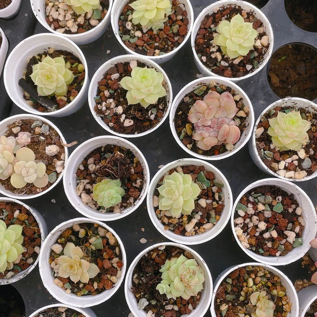 冰颜盆一个满25包邮