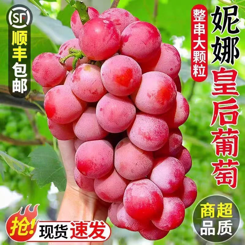顺丰包邮大凉山妮娜皇后葡萄女王无籽红宝石新鲜水果