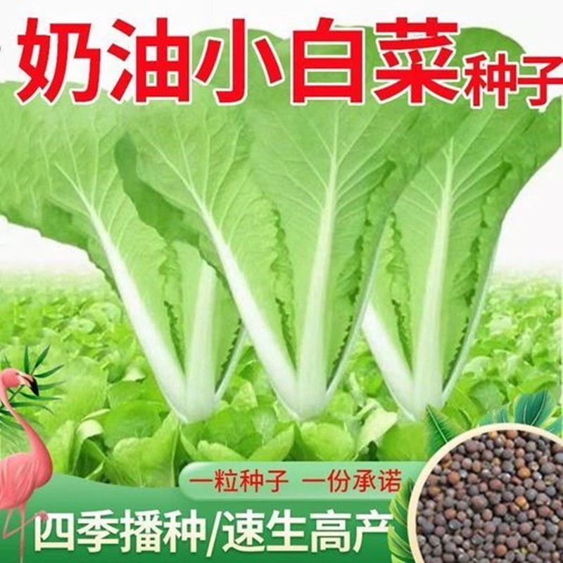 【奶油小白菜种子】四季蔬菜种子早熟小青菜阳台盆栽耐热速生