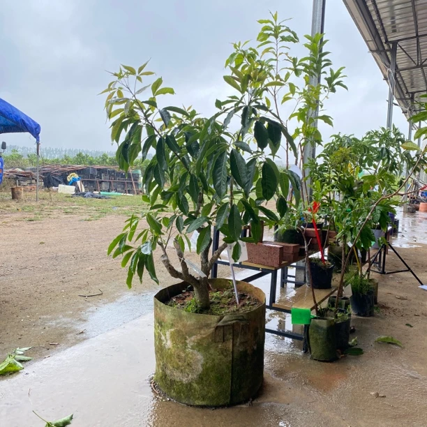 冰淇淋果树苗一物一拍金四季/状元红/麦迪尔/虹桥一号/一树多品种