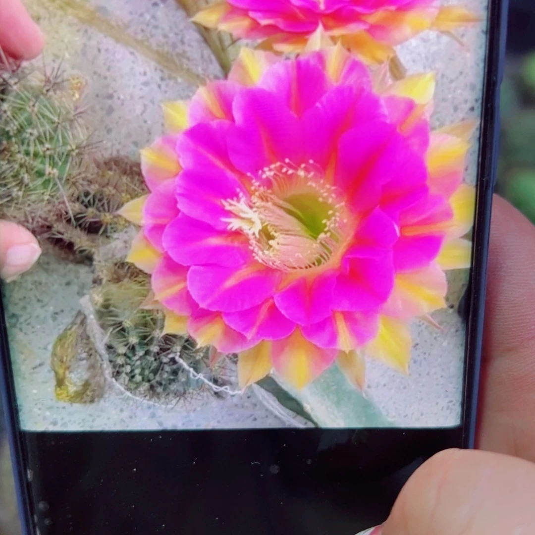 下97彩草54 歪无根侧芽4公分左右20包邮