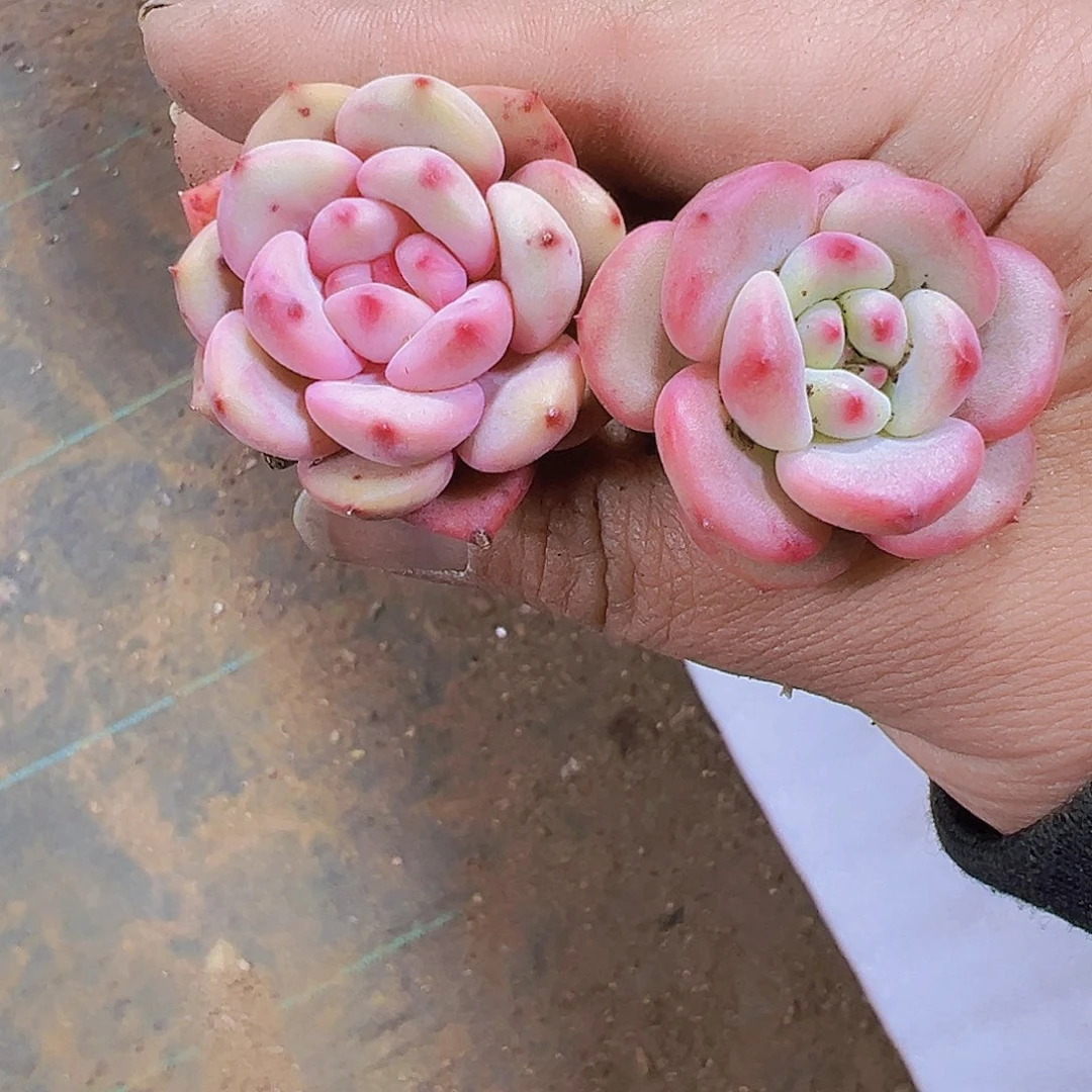 凌雪3个19包邮多肉