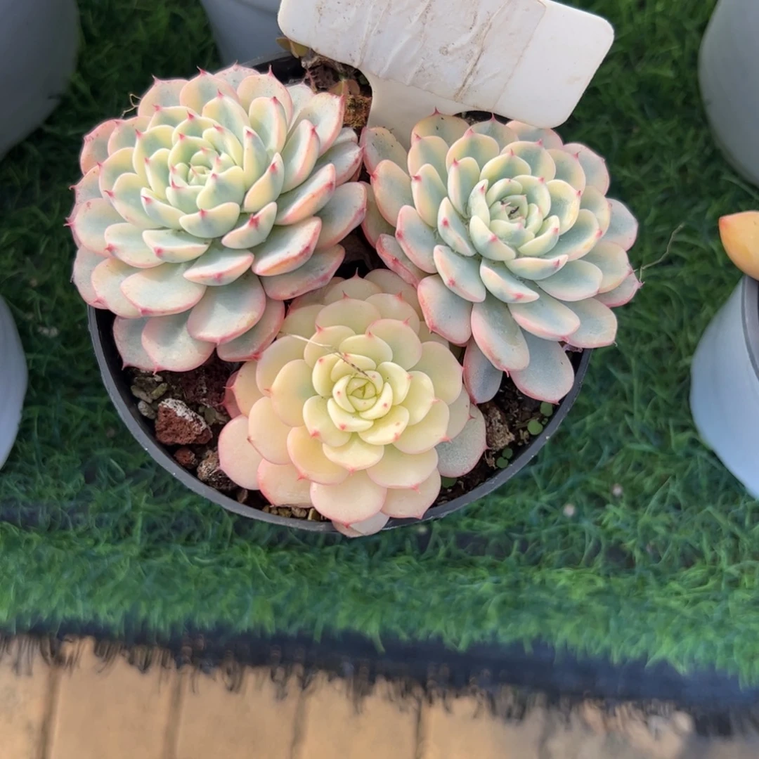 姬莲锦多肉植物保护研究所