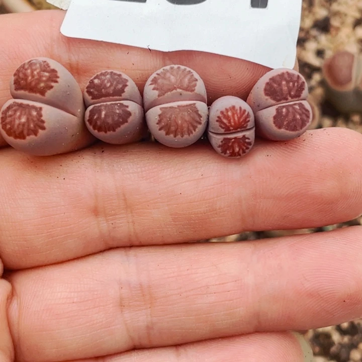 201紫菊5颗llllllll