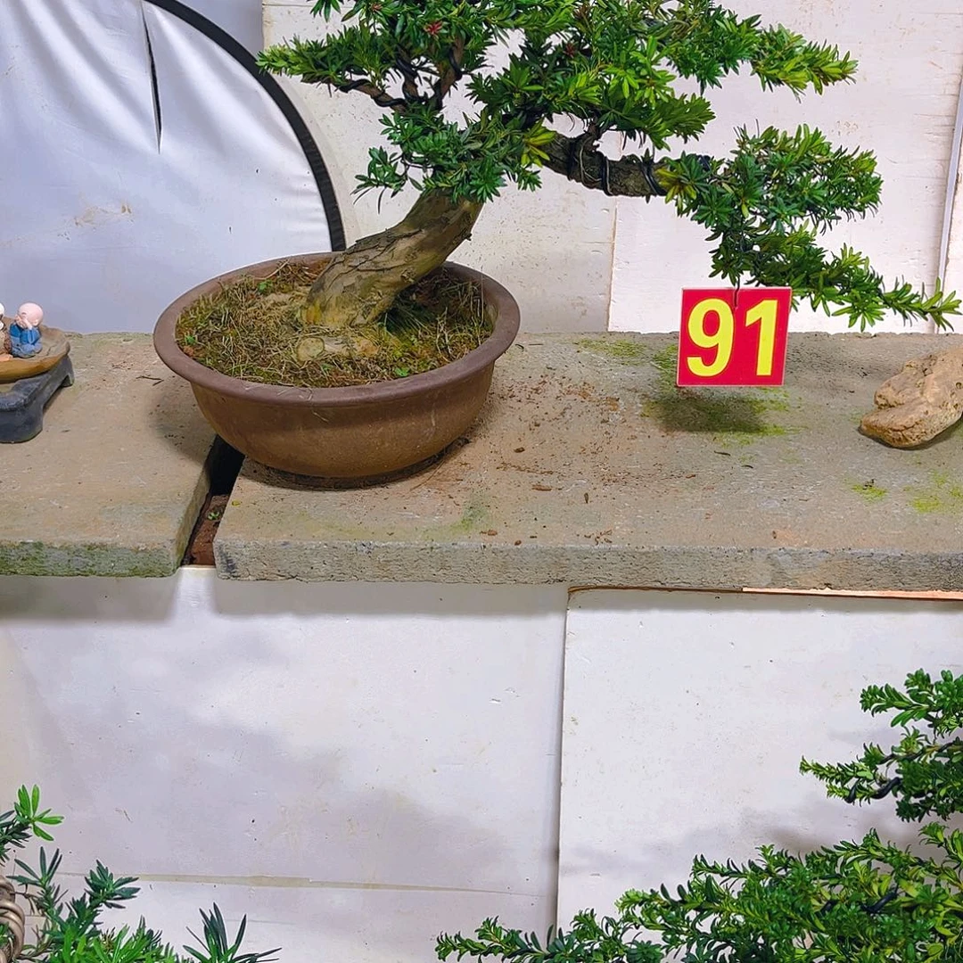 中***娃无花朵老桩老盆罗汉松