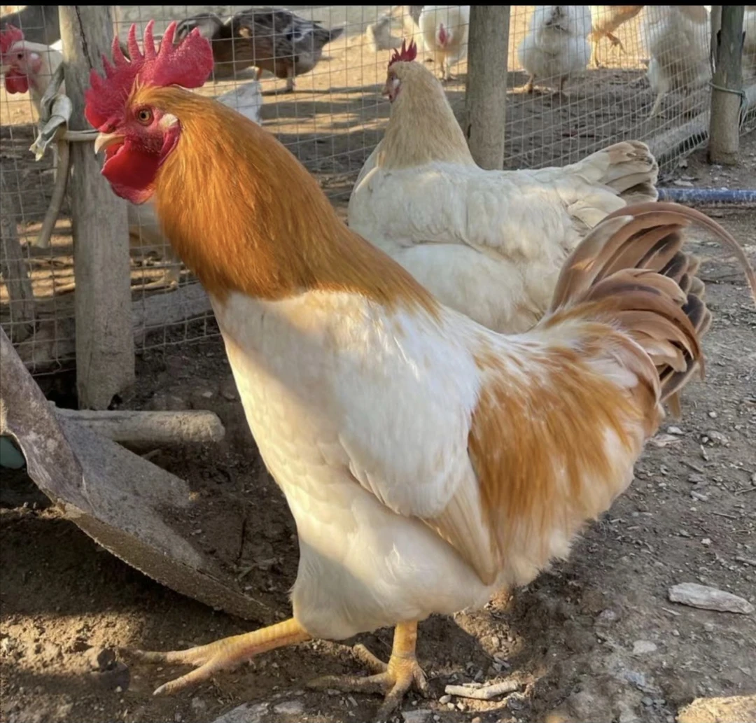 广西土鸡古典鸡2公1母山林放养只发活体