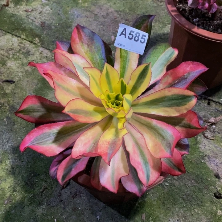 魅影多肉植物585