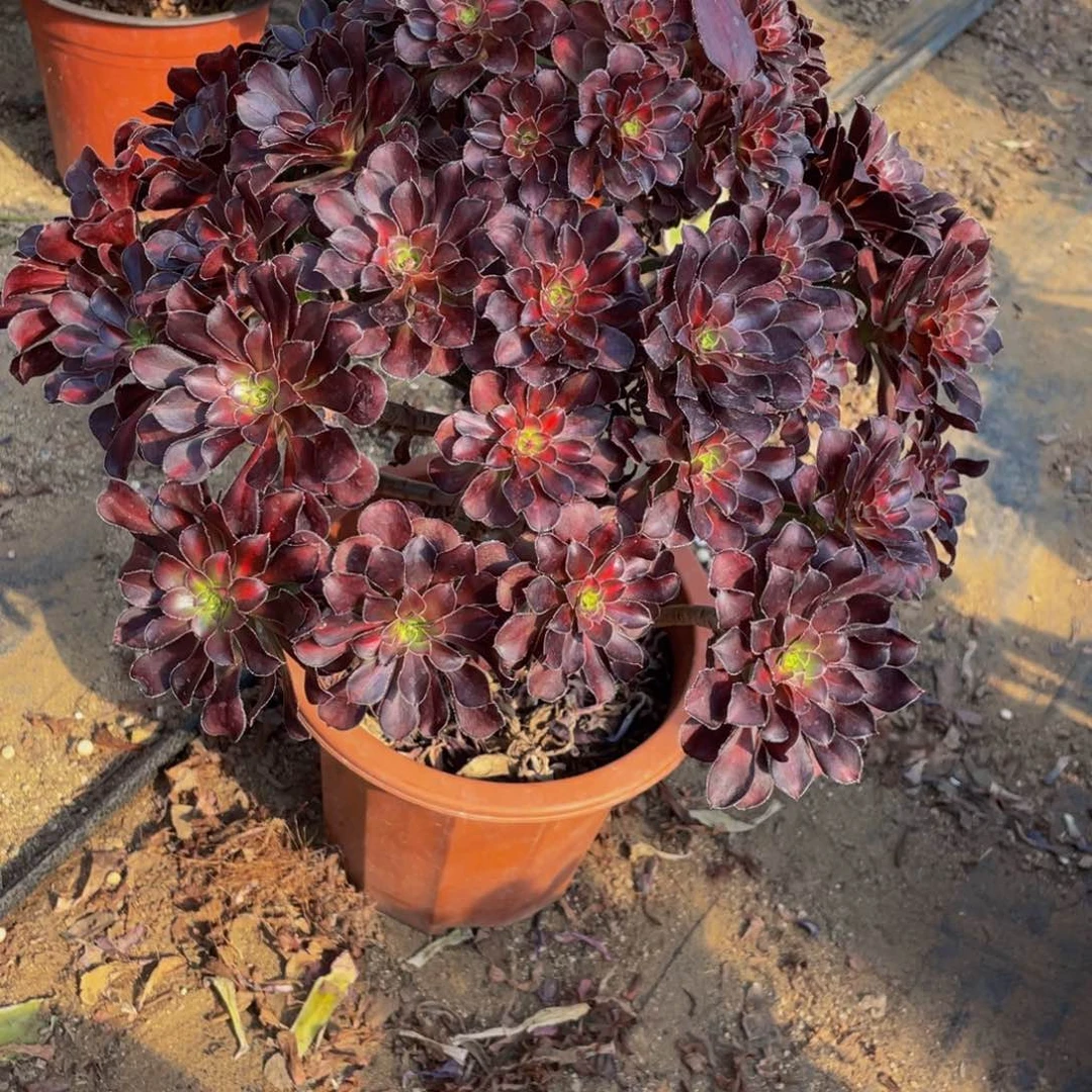 310 老桩法师基地