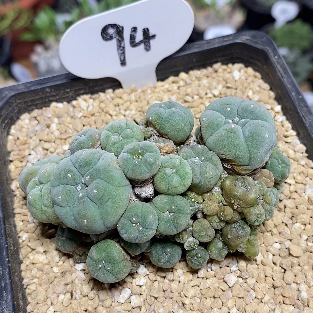 群生草球94号8cm
