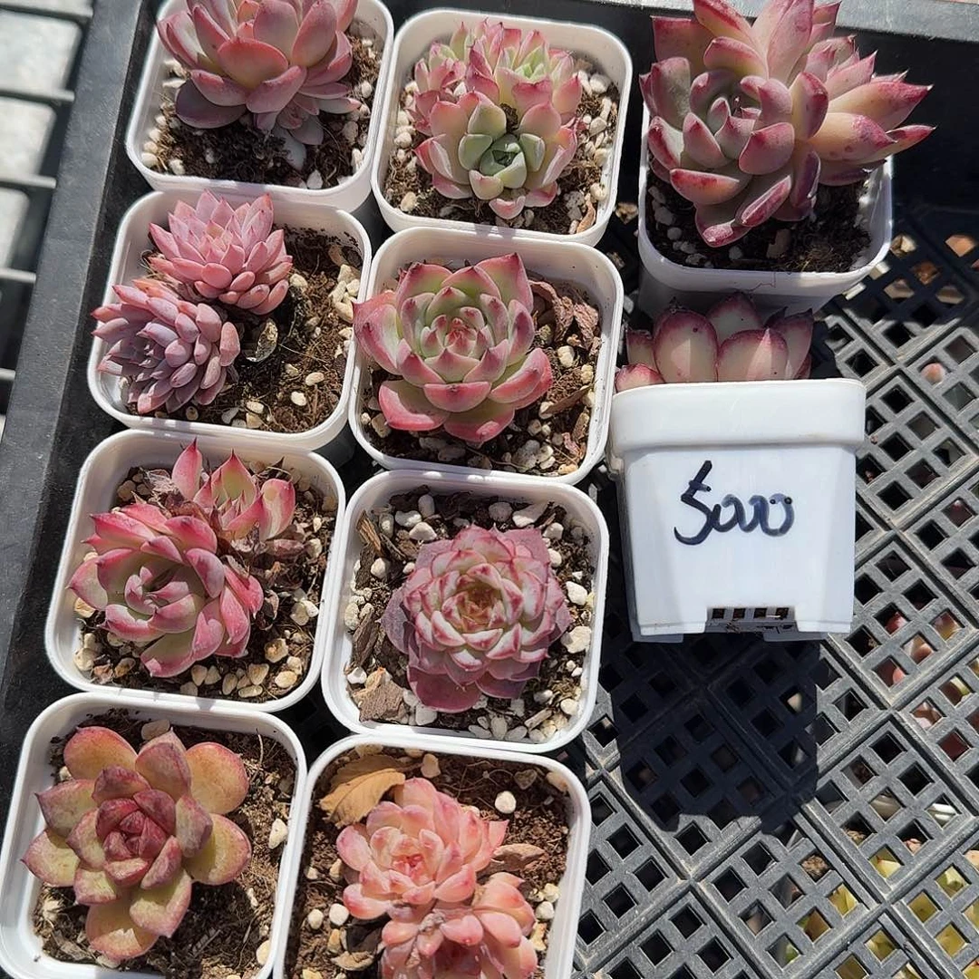 十棵小精品多肉植物