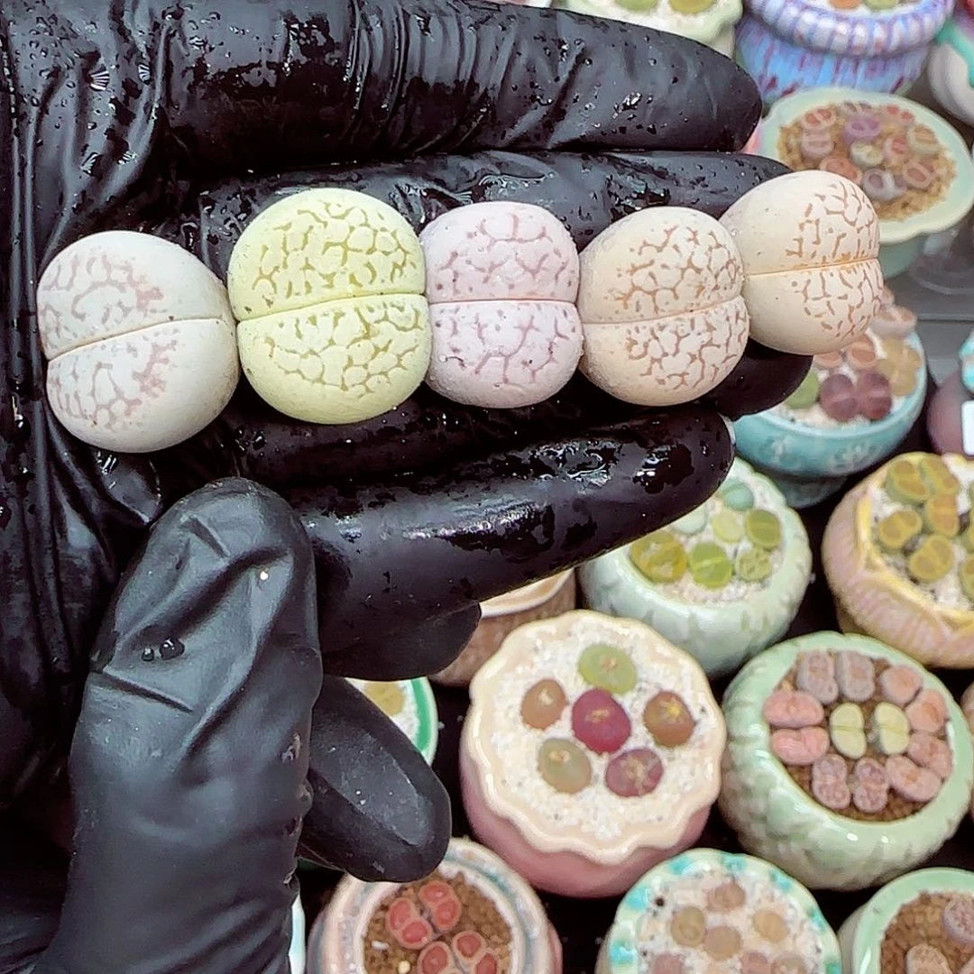 生石花满18包邮1231-128