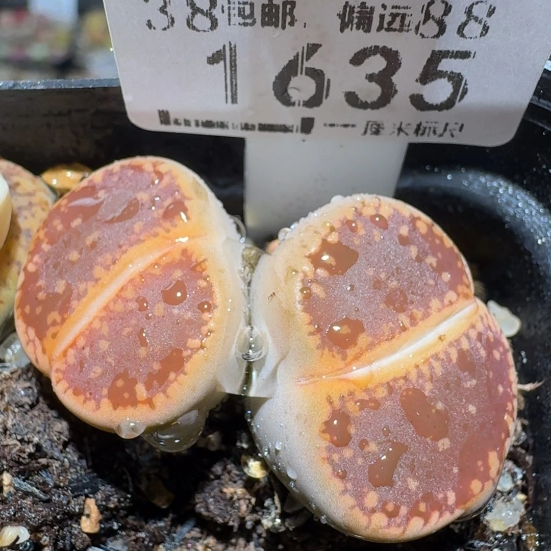 ZZZ精品清货价1635