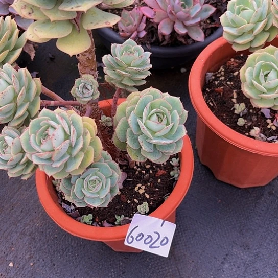 ⁵****克罗玫瑰60020