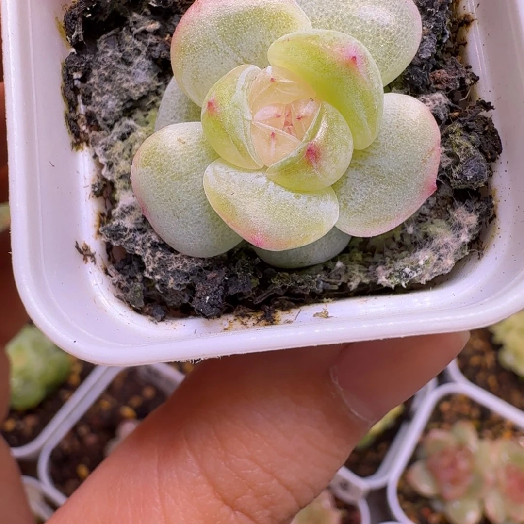 A52多肉植物一物一拍