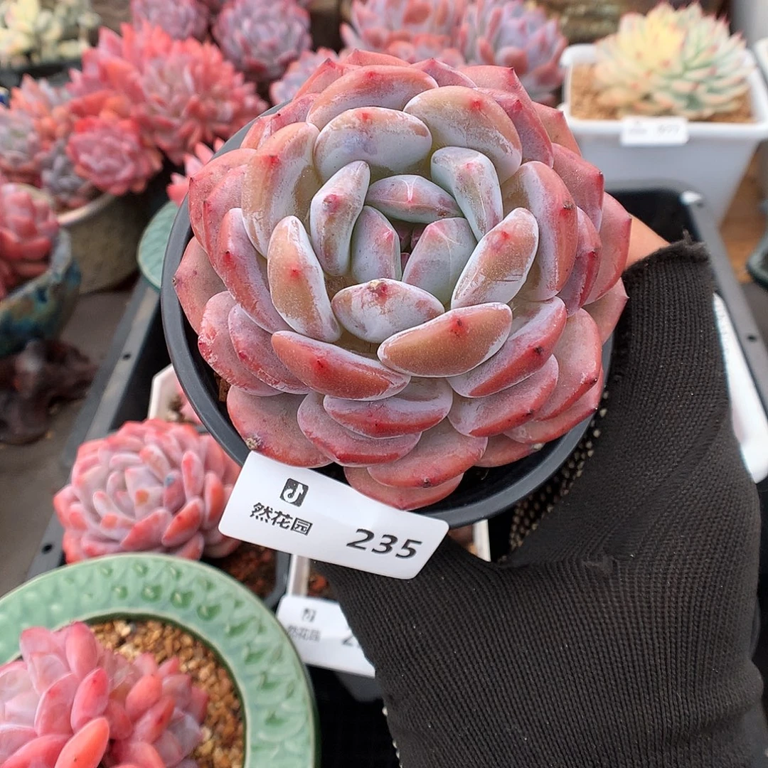 235粉星影多肉植物66666