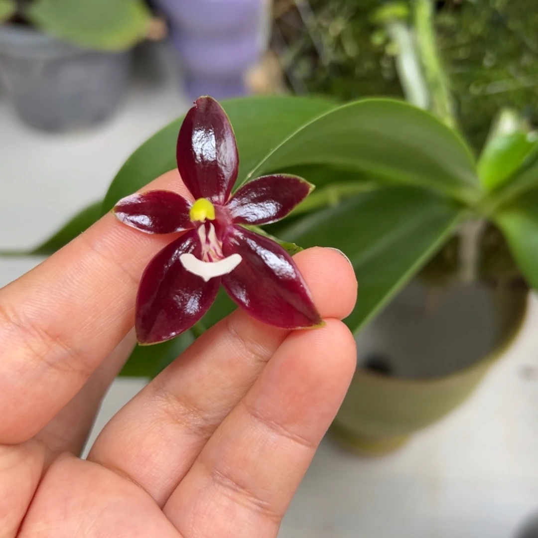 当前无花栽培后可以开花红鹿角苗