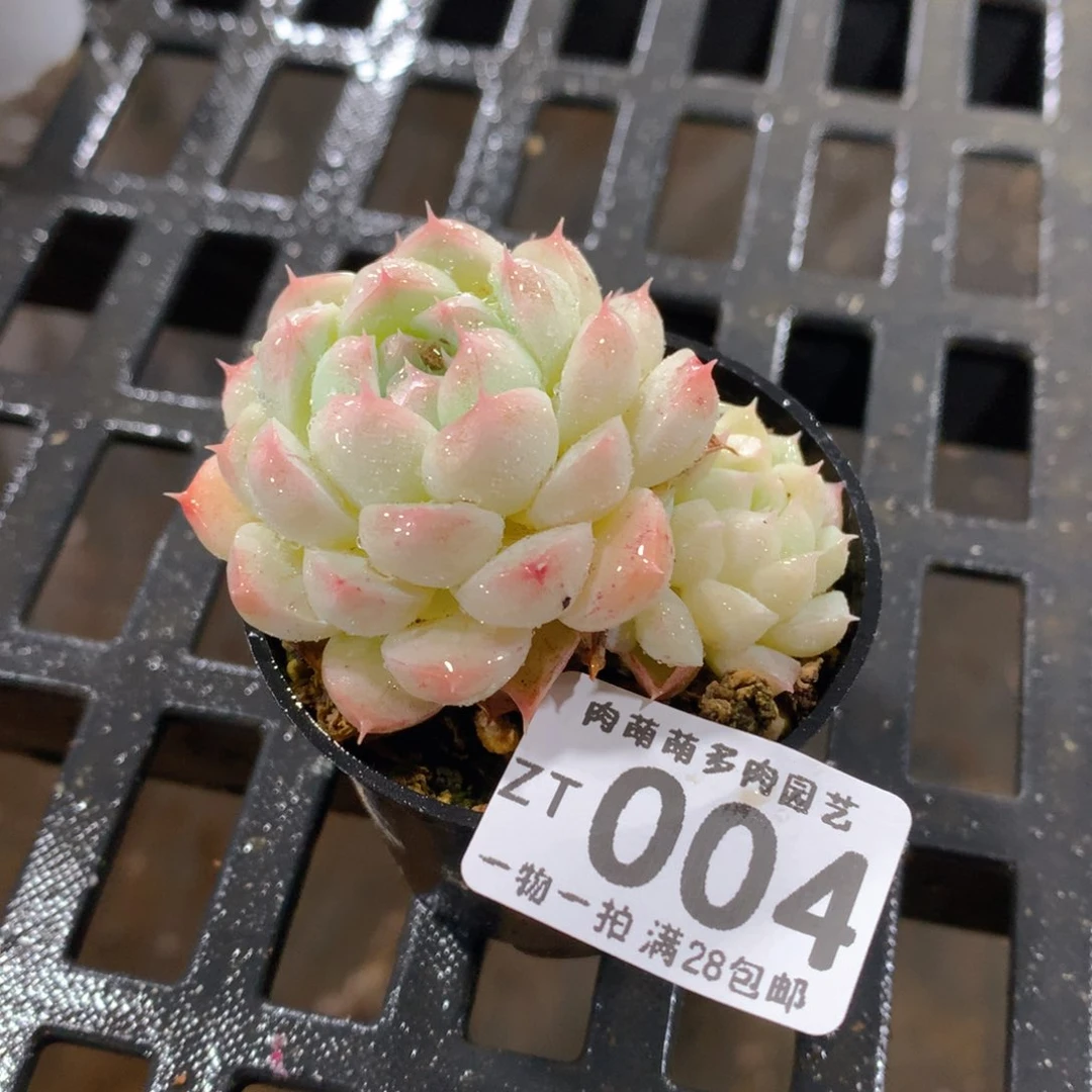 肉萌萌拇指盆精控多肉ZT004