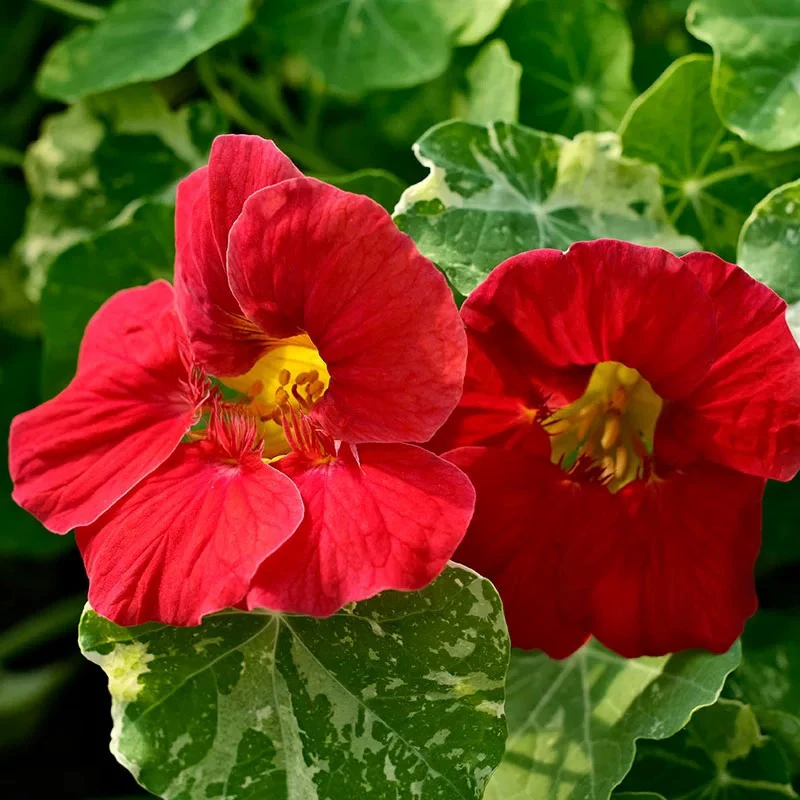 旱金莲爬藤垂吊进口种子10粒种子  ئىمپورت ئالتۇنگۈل ئۇرۇقى