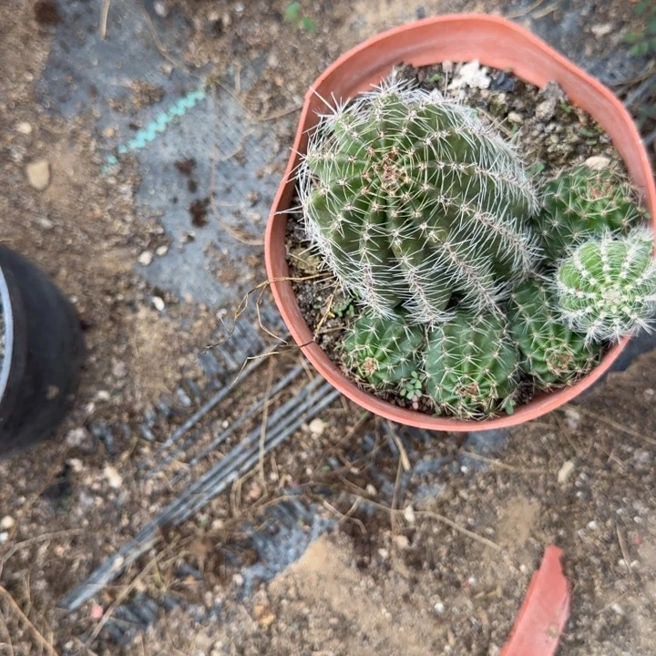 漂***移高山丽花仙人球70