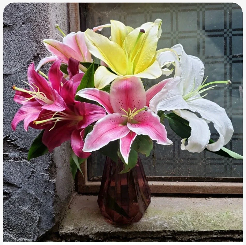 随机百合10朵现货