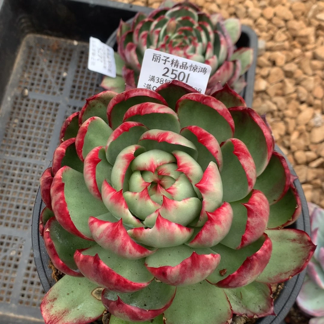 1***32501一物一拍13厘米