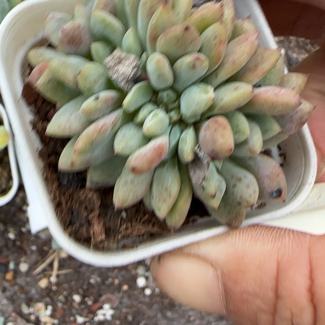 小卡拉米糖心一物一拍