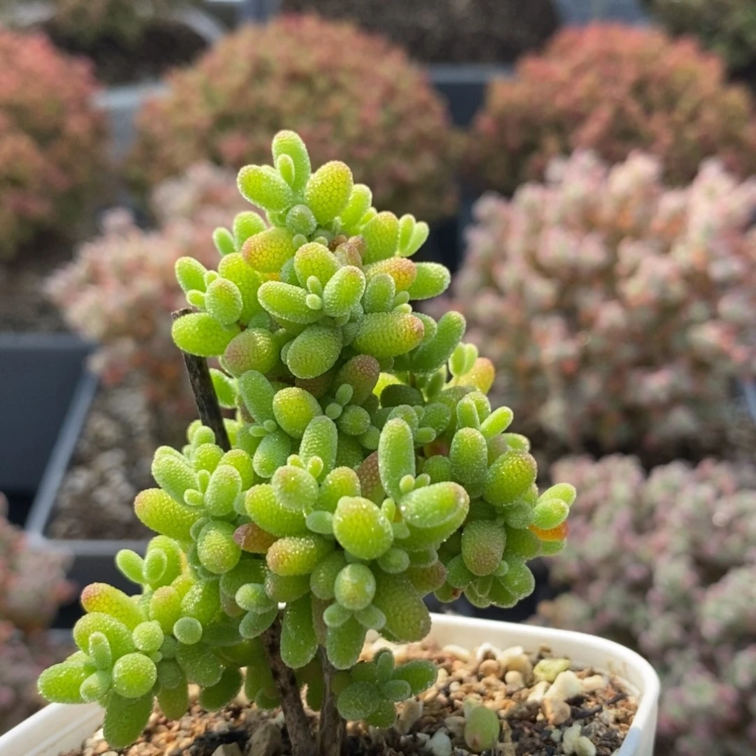 (****金橘糖球5624枝干番杏