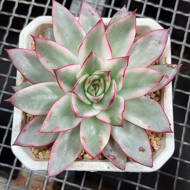 吉赛尔锦多肉植物