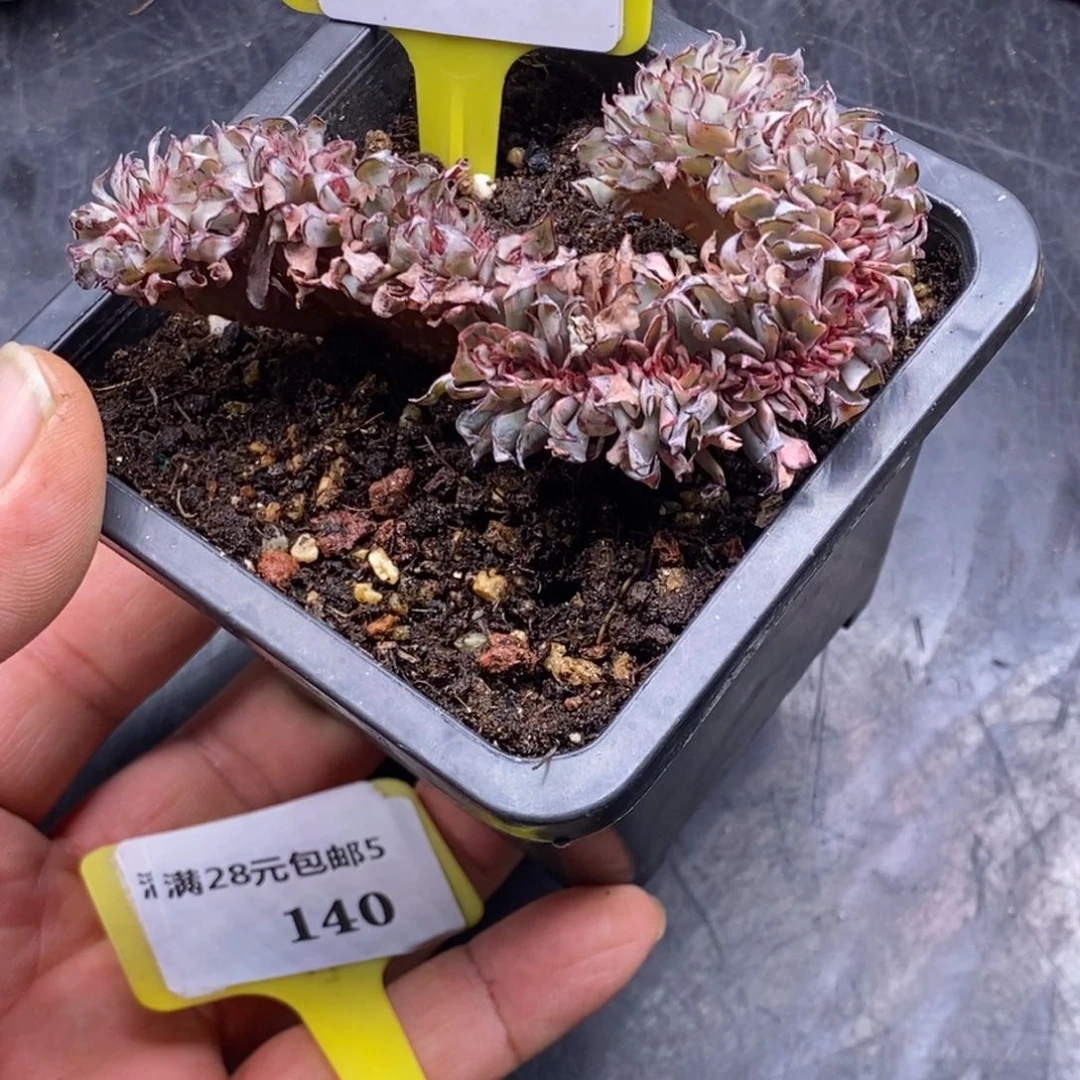 庄*5139剑斯缀化多肉植物