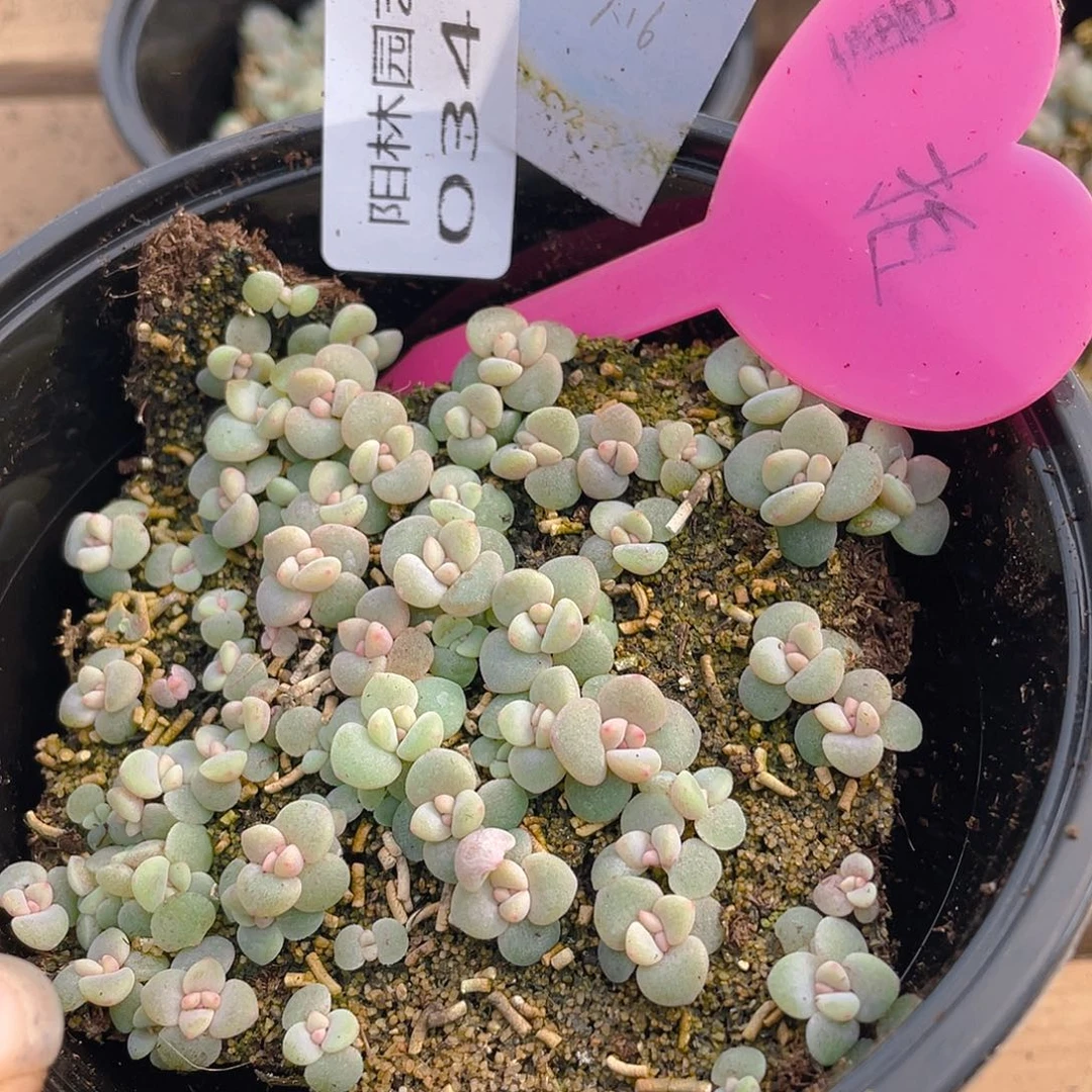 量拍多肉植物多肉植物346