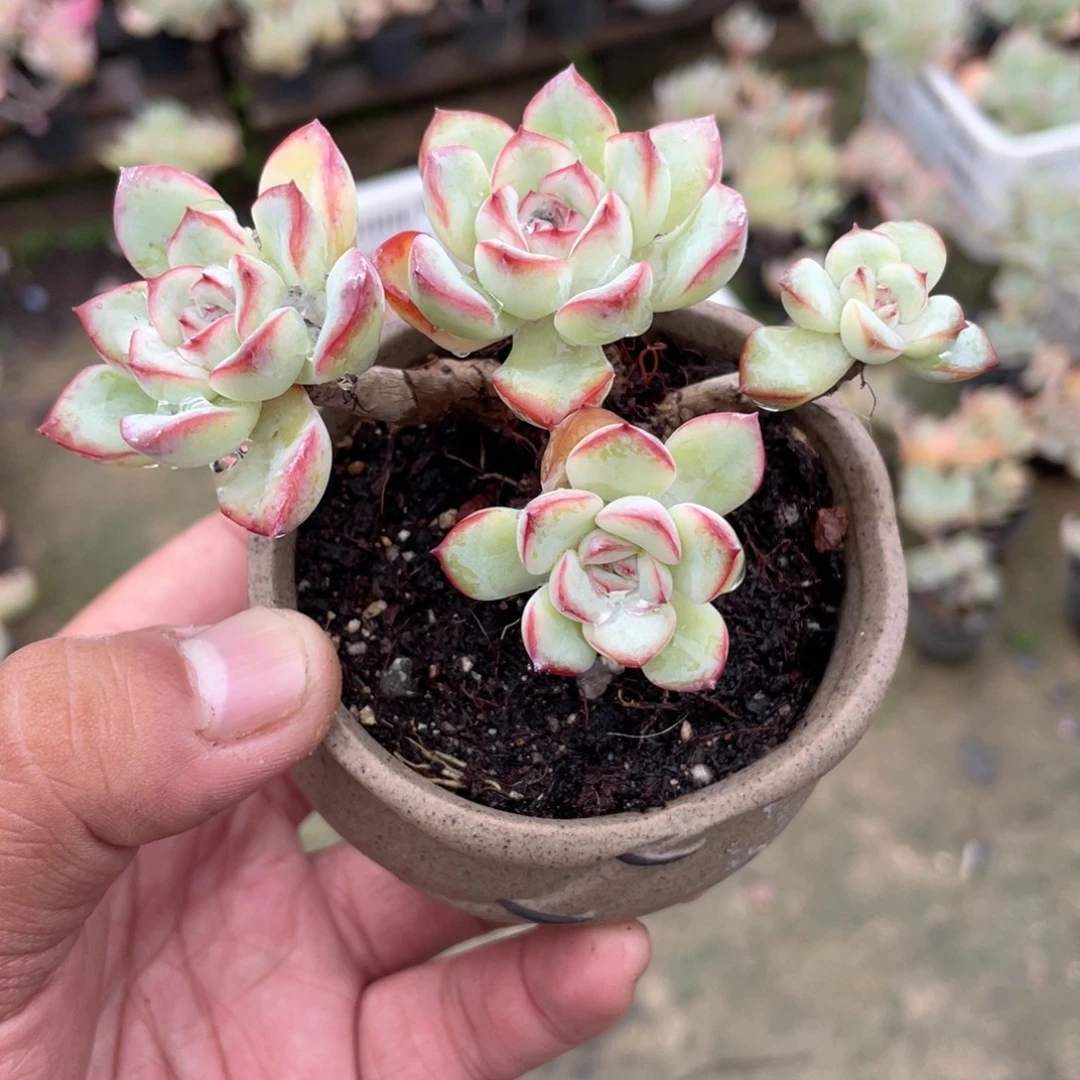 0515  荷花 六月六