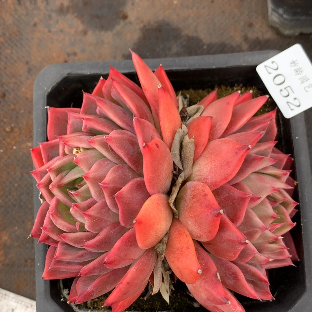 2052 杂交精品基地12厘米