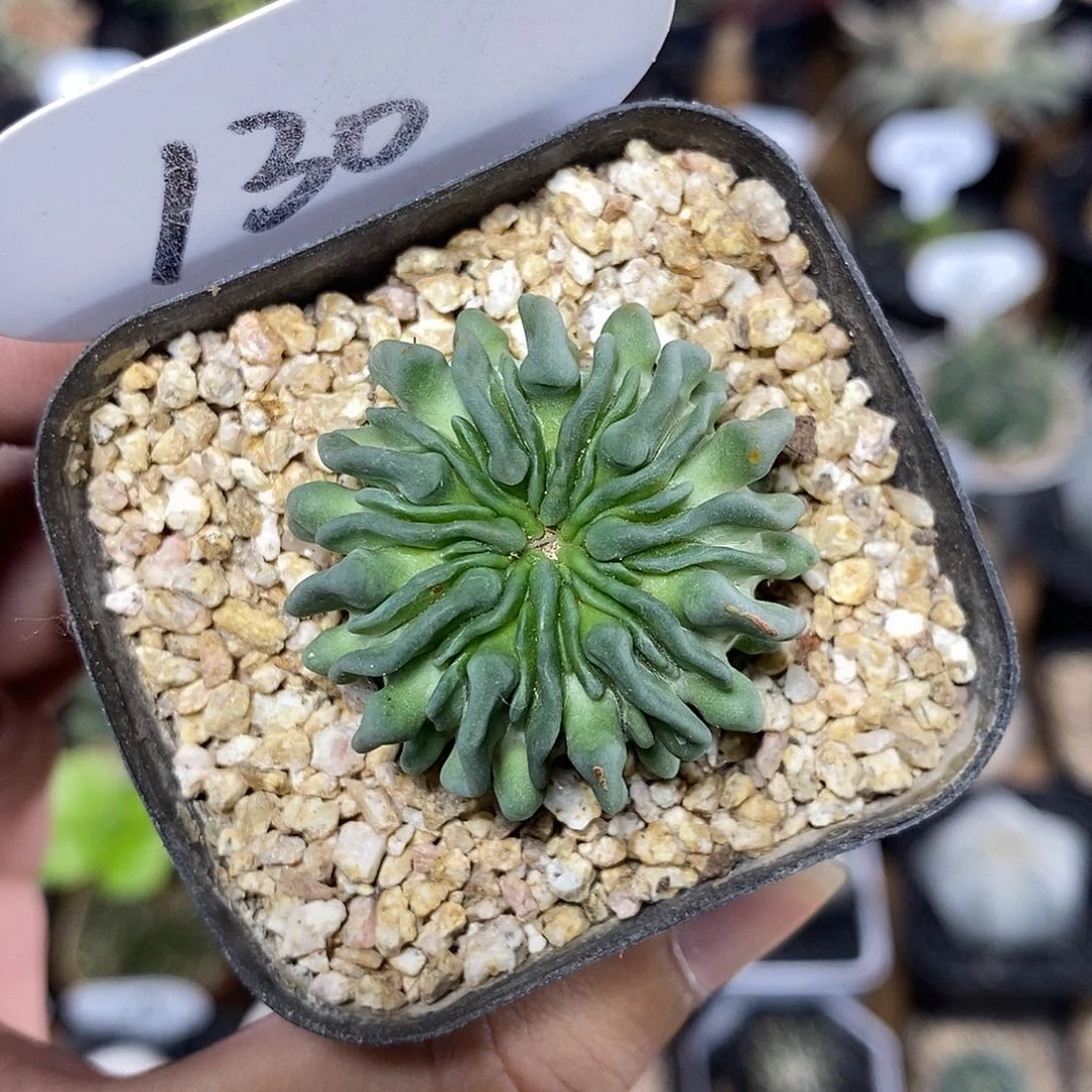 精子球130号 3.5cm