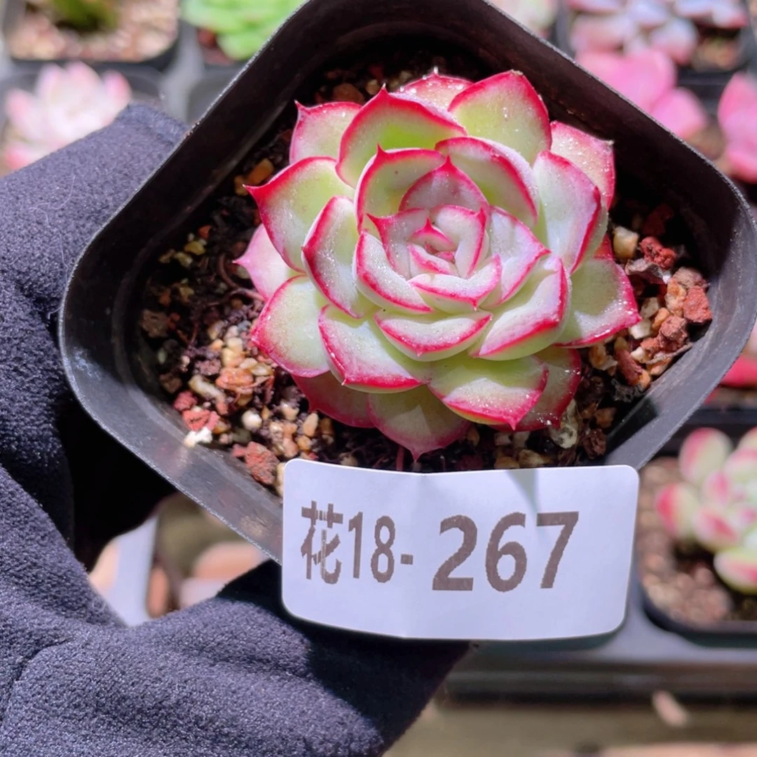 花利美18-267猎户座