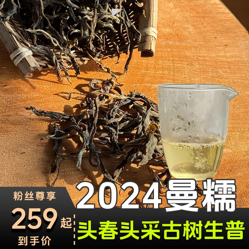 【2024曼糯】头春头采普洱生茶散茶小师姐评茶