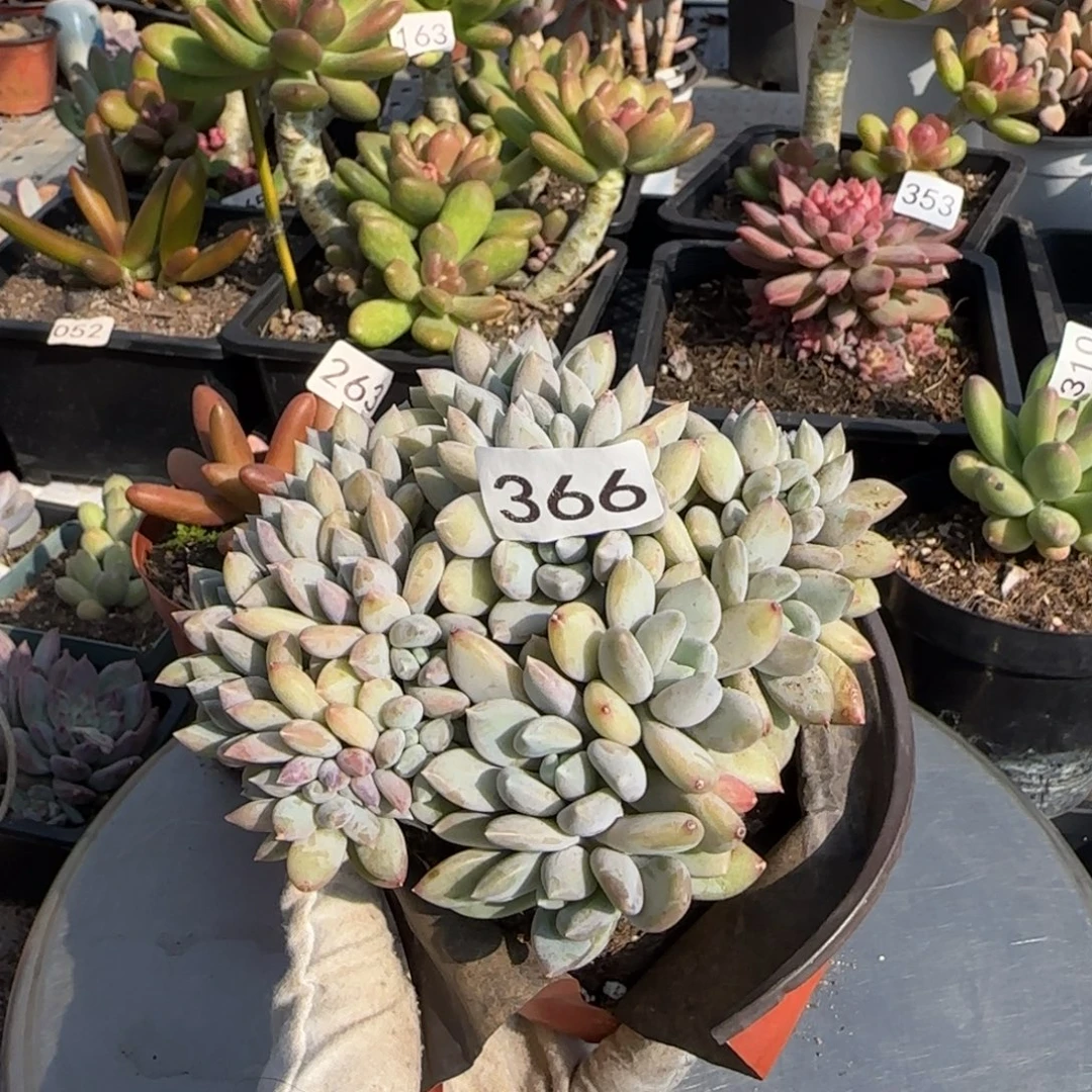 366号一物一拍一物一拍