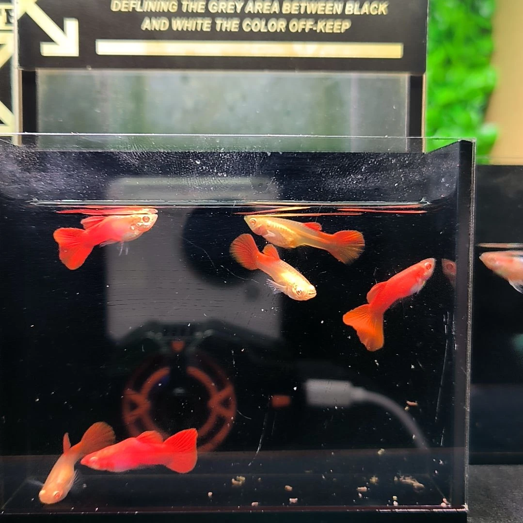 海水鱼精品孔雀鱼，血红三公三母。