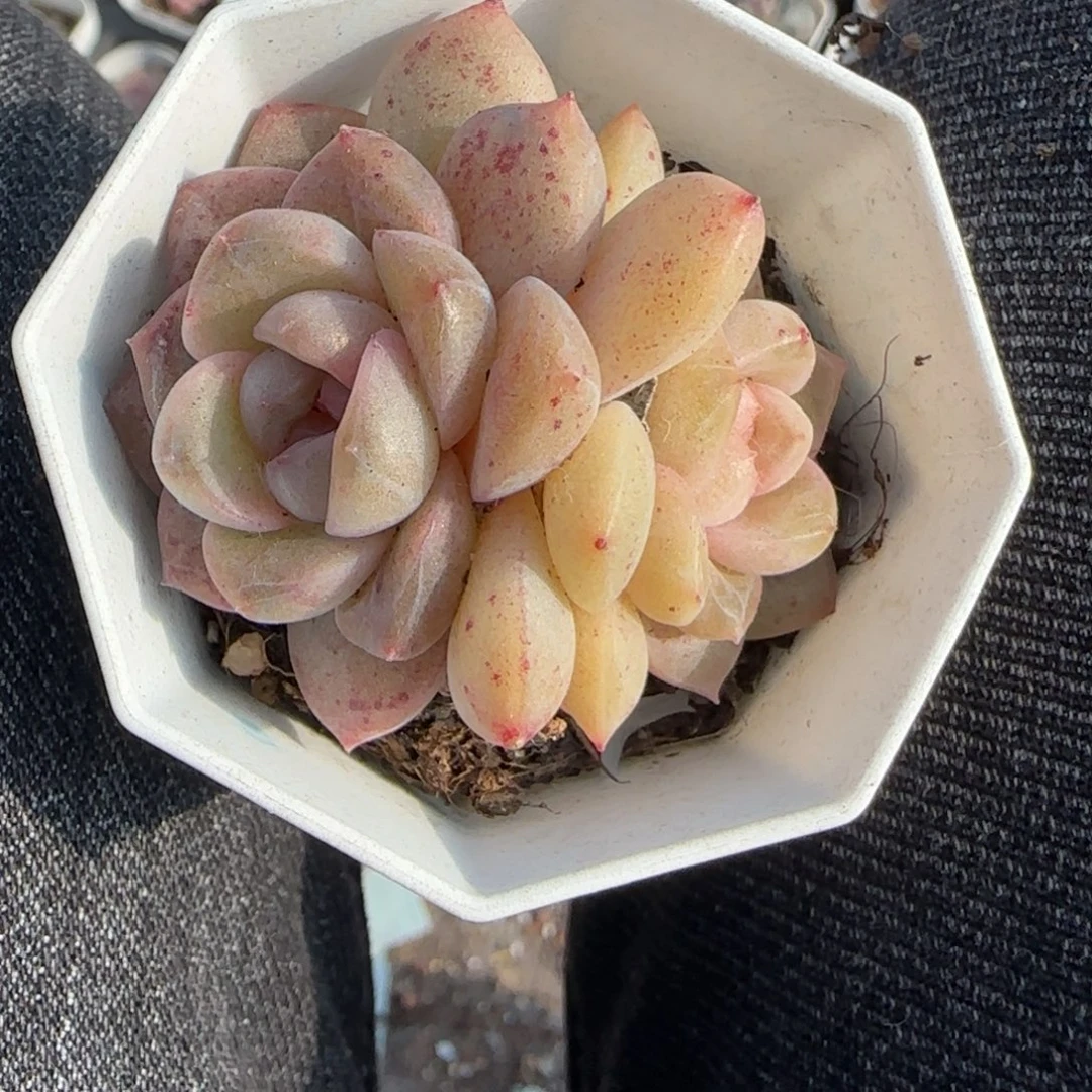 多肉小卡拉米糖心一物一拍