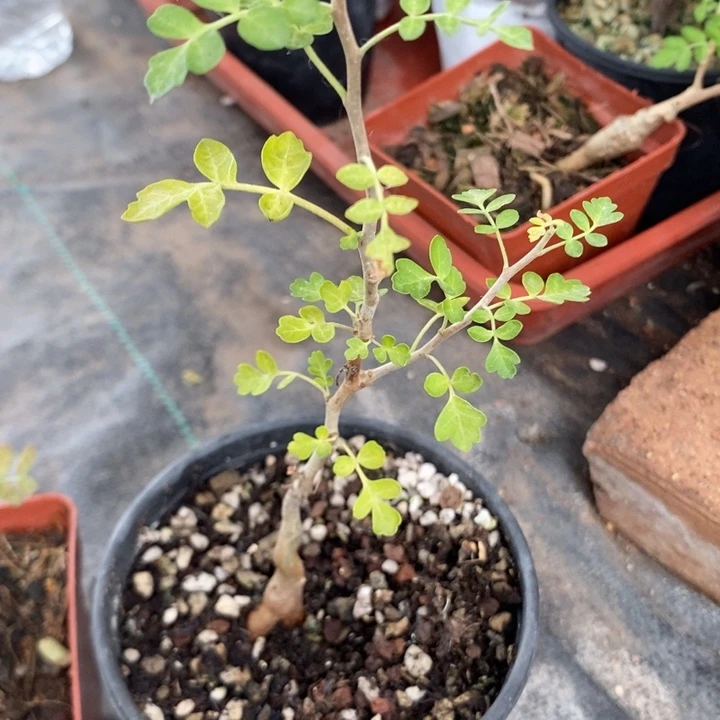 橡木漆树，一物一拍，带盆