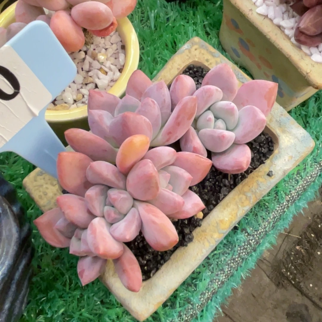 多肉植物盆栽多肉