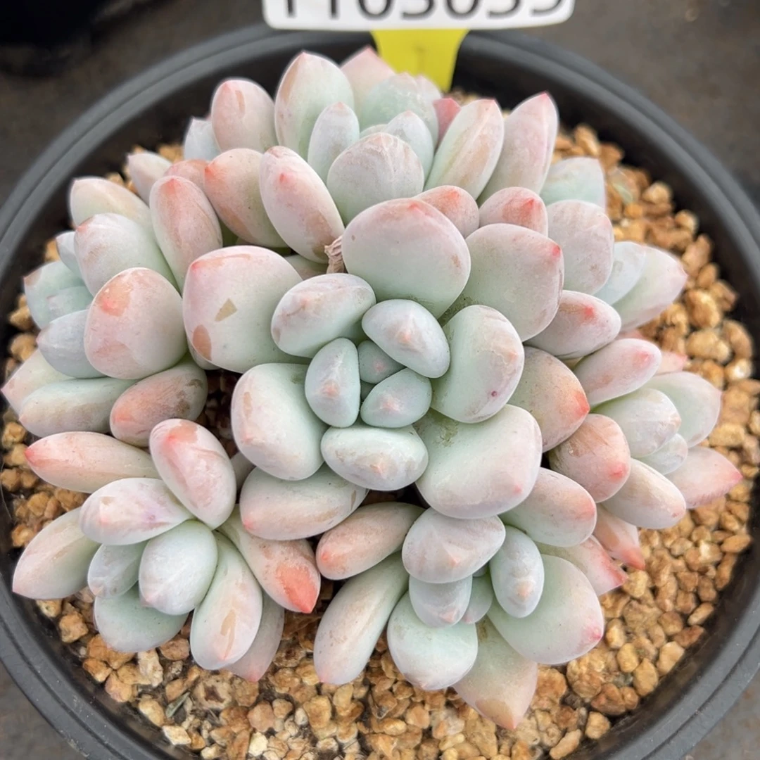 1103035 香所美人群生无砍石化手捧