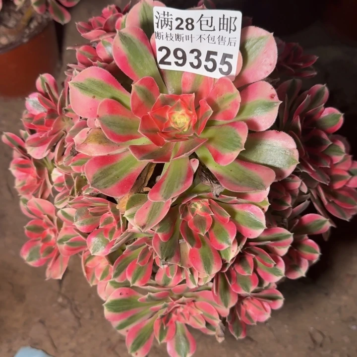 29355女巫多肉植物