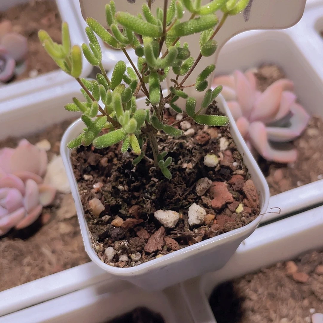 蕊蜜糖锦w049一物一拍多肉