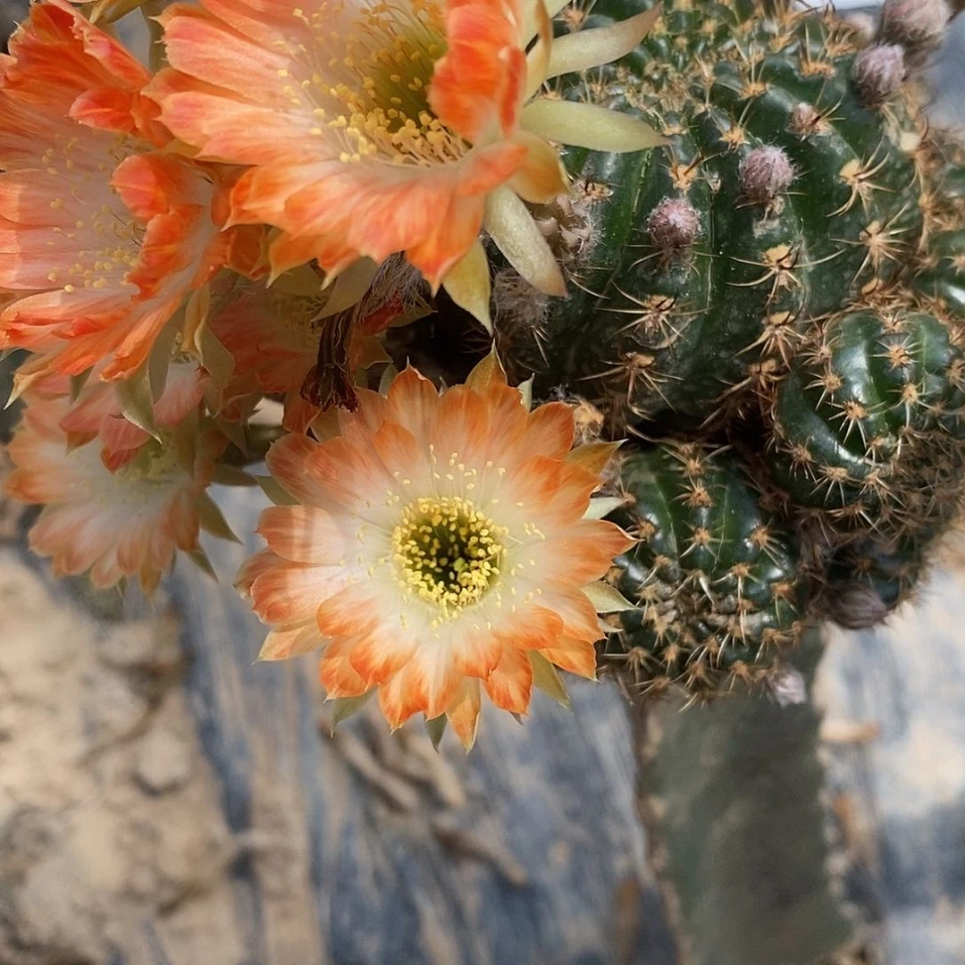 无花朵丽 白心侧芽3公分左右