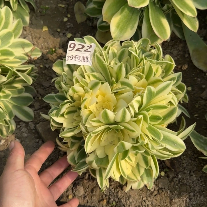 冷月……多肉植物……