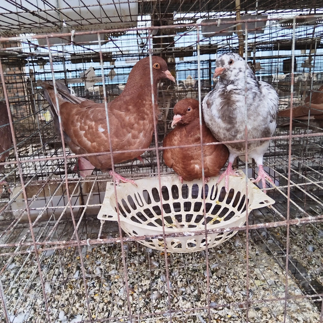 养殖场直发活体青年鸽可观赏