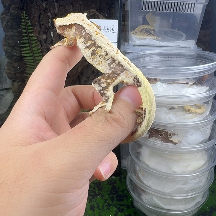 睫角守宫莉莉公15克