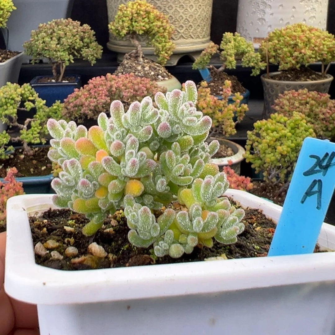 粉冰晶24号10厘米盆